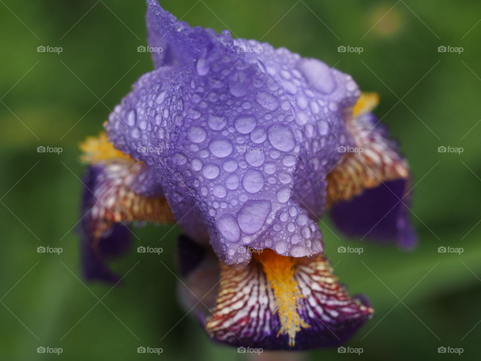 Rain soaked iris