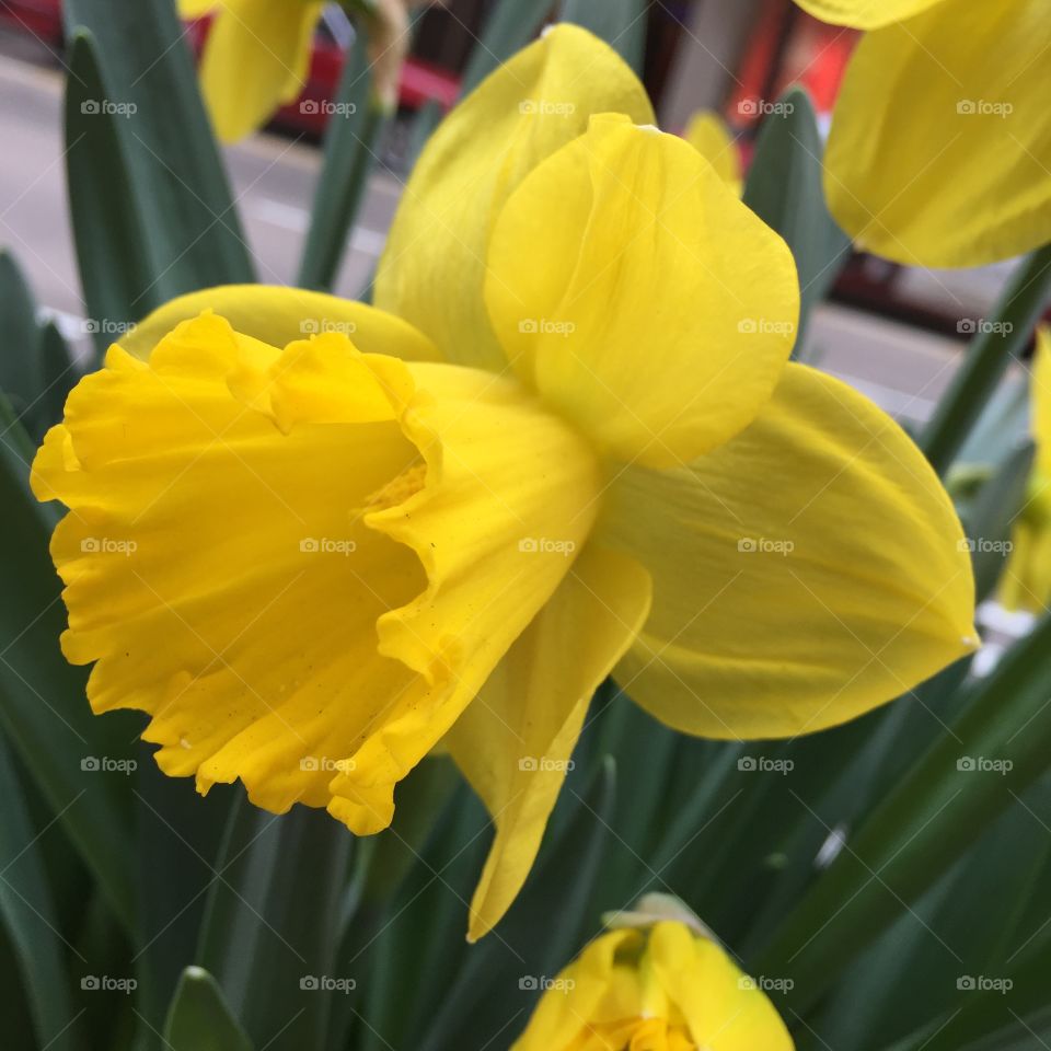 Beautiful yellow flower close up 
