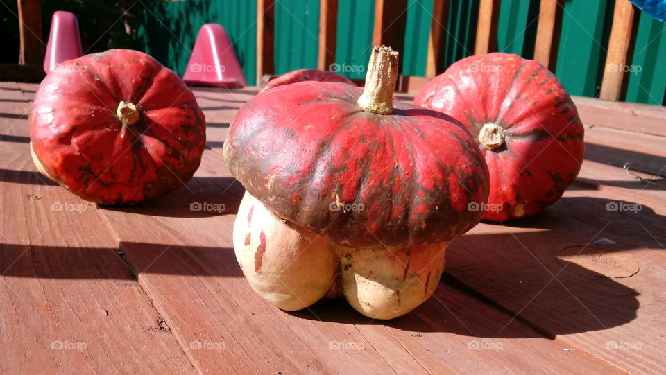 painted pumpkins for halloween