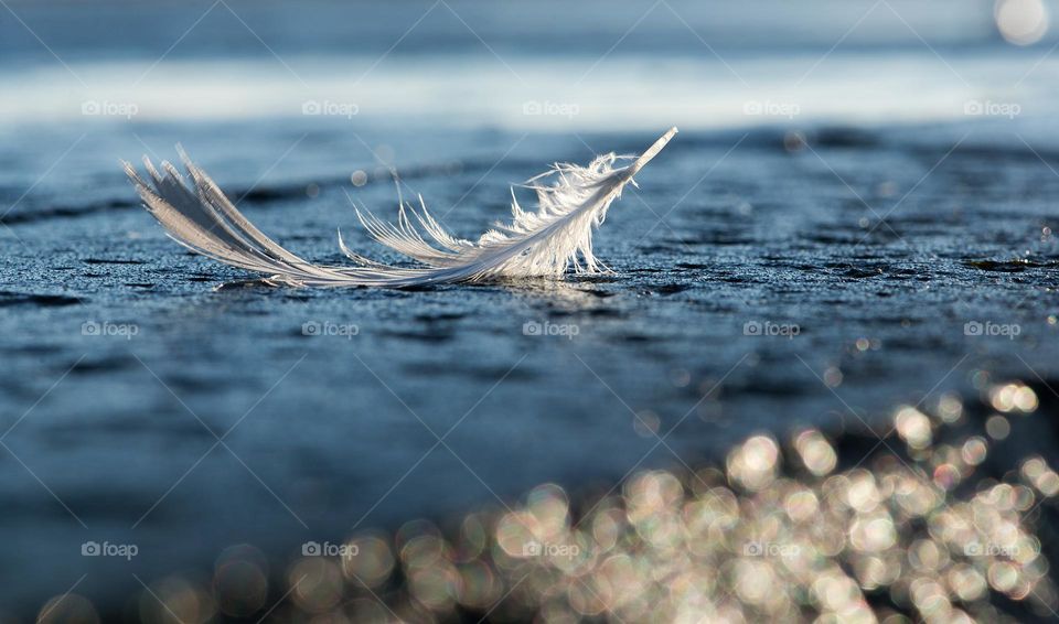 Close up of bird feather