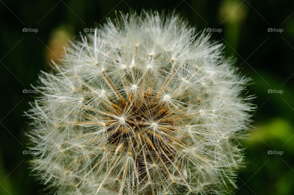 Dandelion