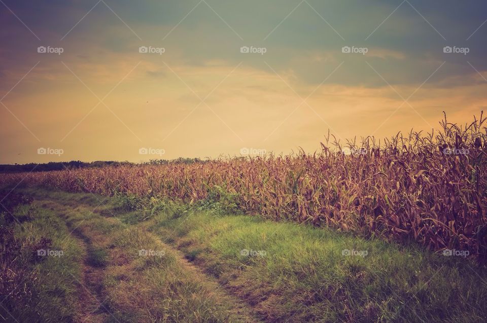 Corn field