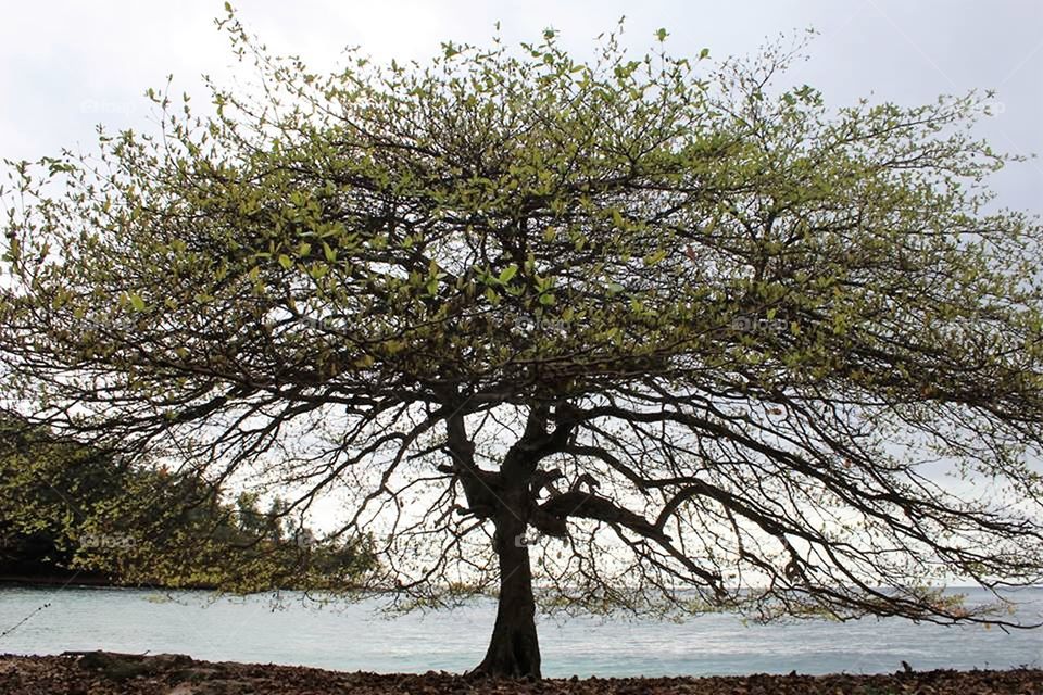 Tree and the beach, Ilheu das Rolas, beach Pestana Equador Africa