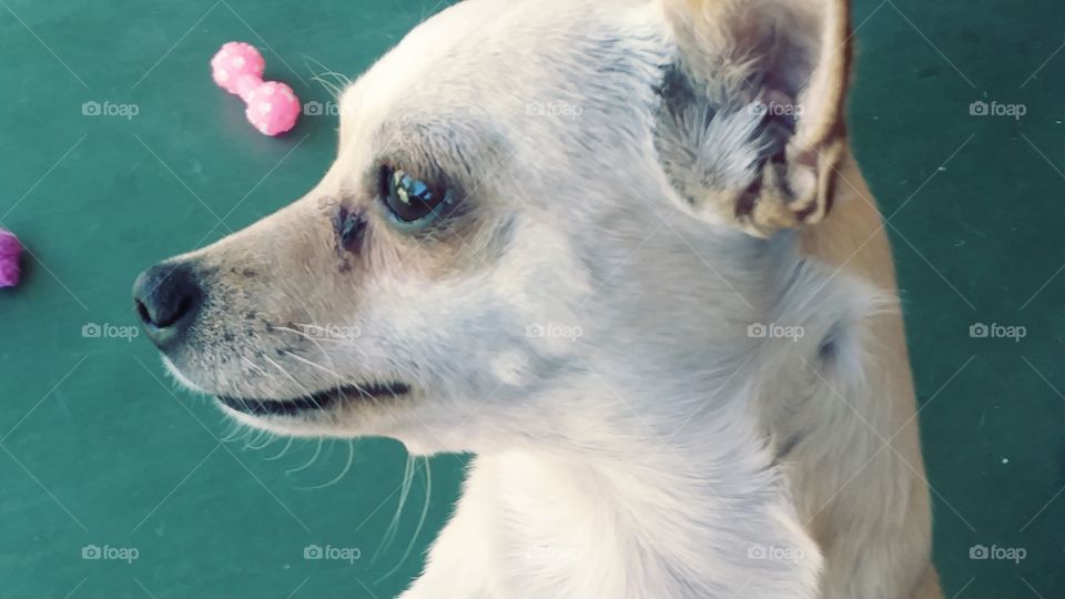 perfect puppy profile