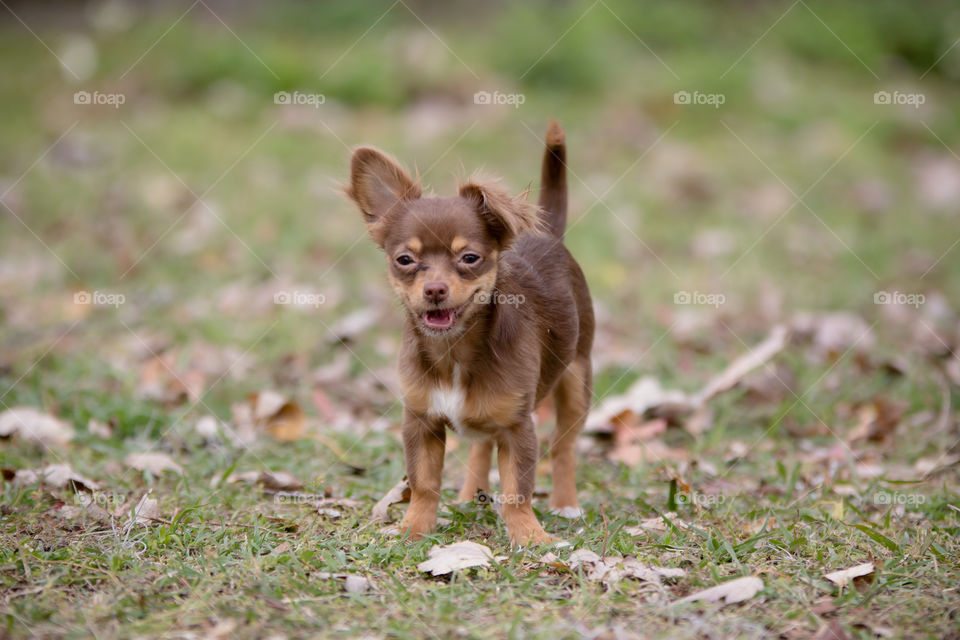 Chocolate Chihuahua standing with smirk