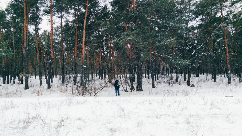 magical winter forest