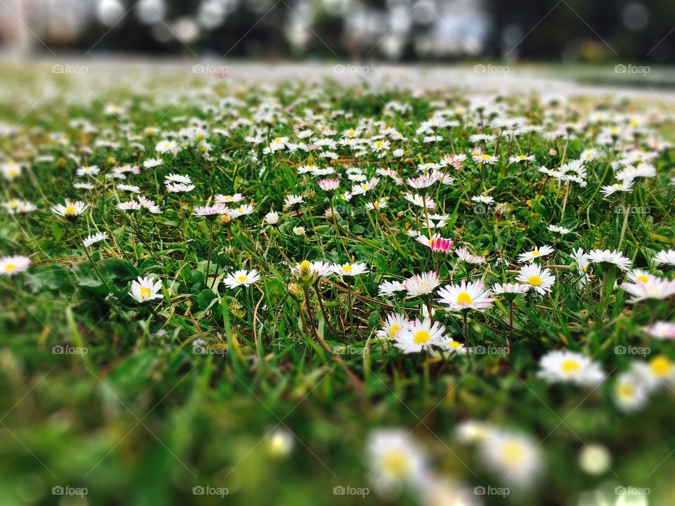 Daisy Field