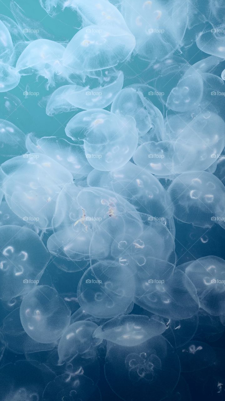 Jellyfish Exhibit - Monterey Bay Aquarium, California