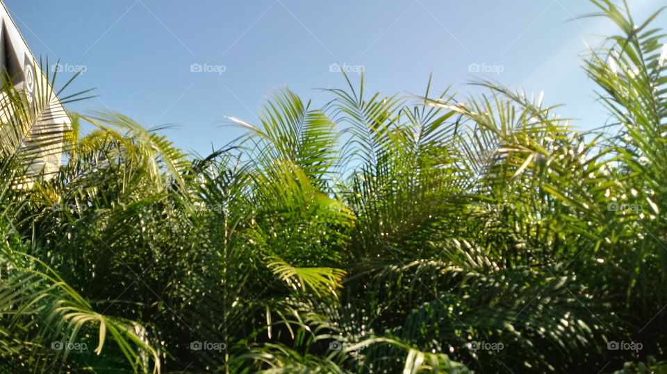 NATURE NATURAL ENVIRONMENT FLORA LEAF PALM