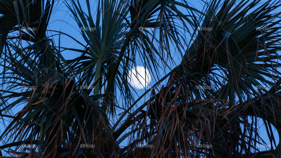 Moon through Palm tree
