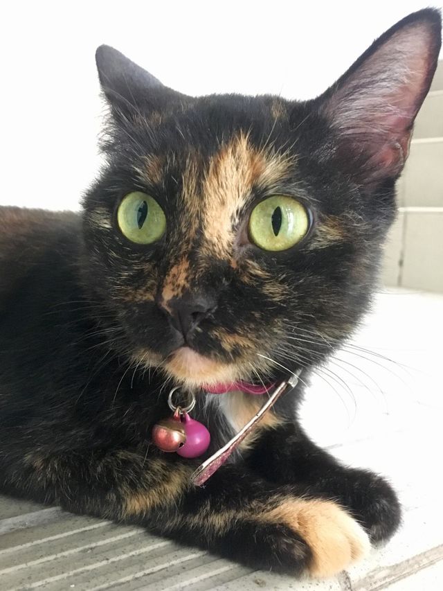 Those cat eyes…
