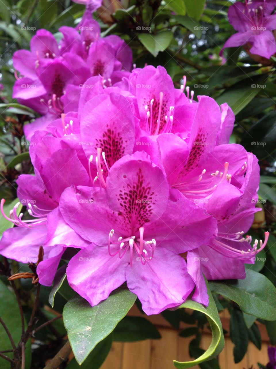Purple rhododendron . A purple rhododendron.