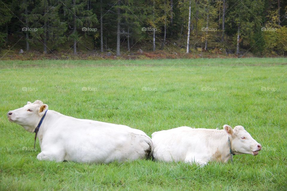 cows with calf