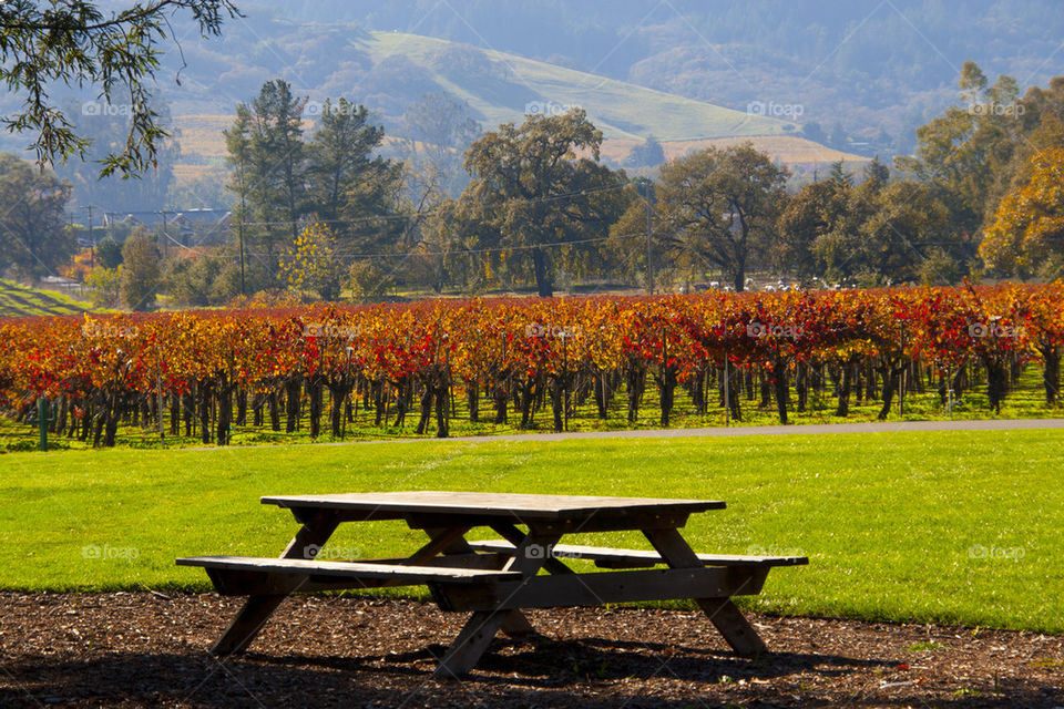 THE VINYARD AT NAPPA VALLEY CALIFORNIA USA