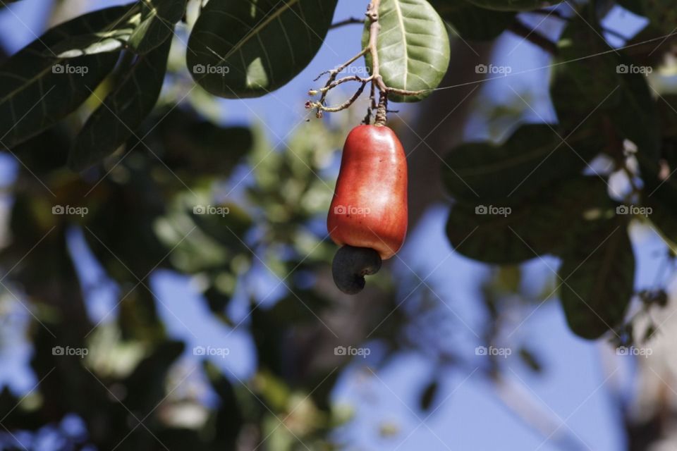 Cashew fruit