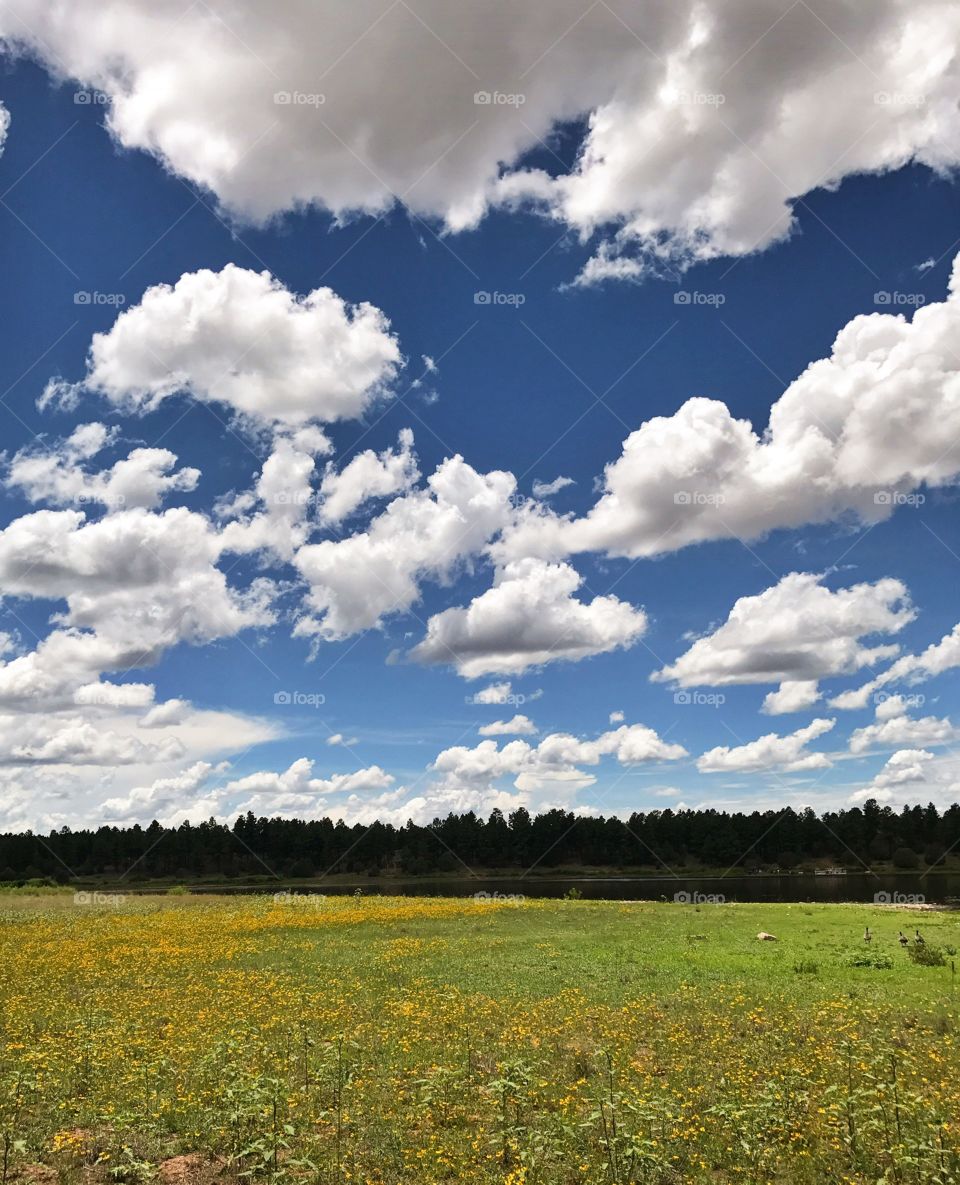 Yellow Flowers, Blue Sky, Rolling Clouds
