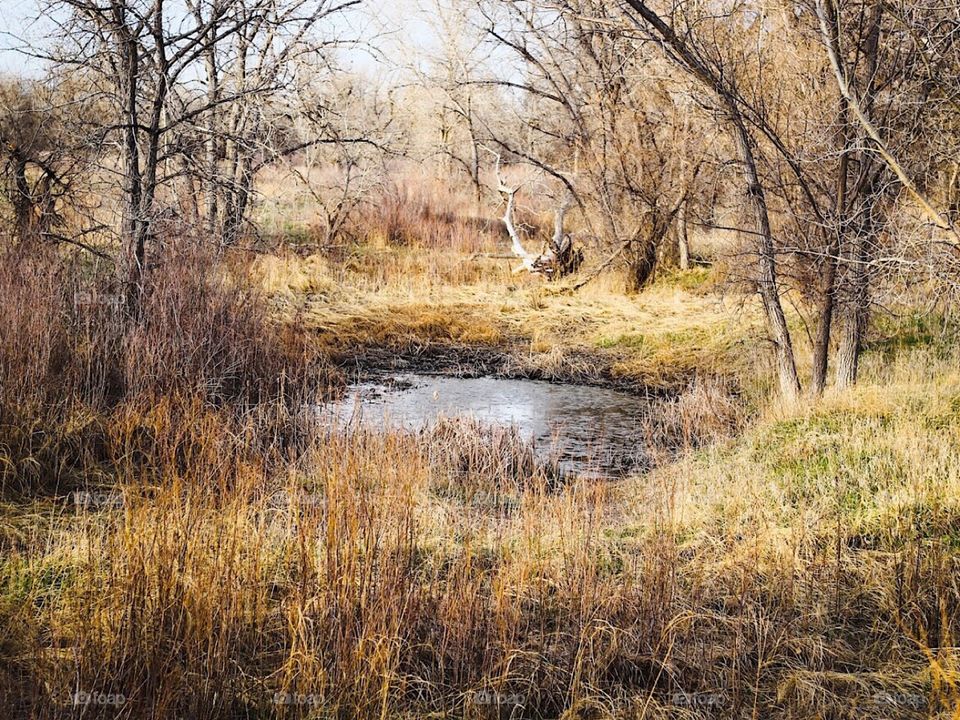 Pond