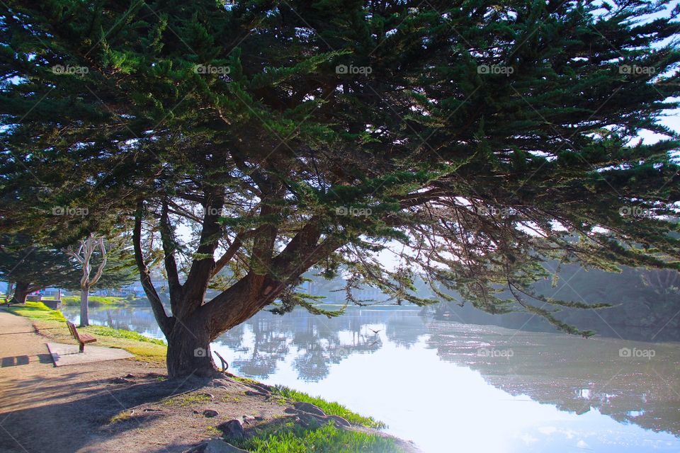 Tree on the riverside