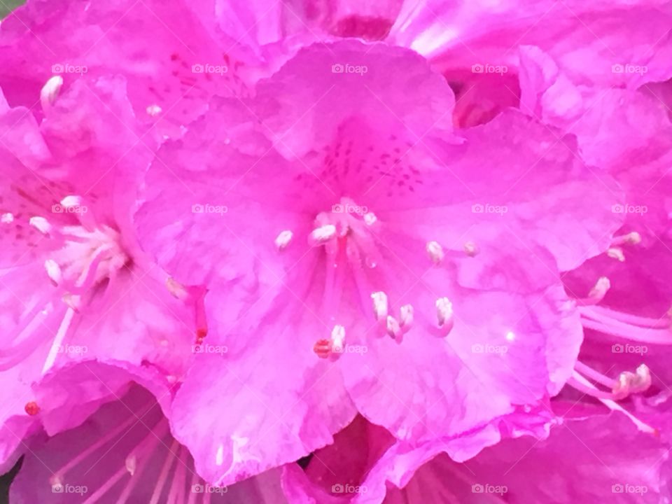 Pink flower