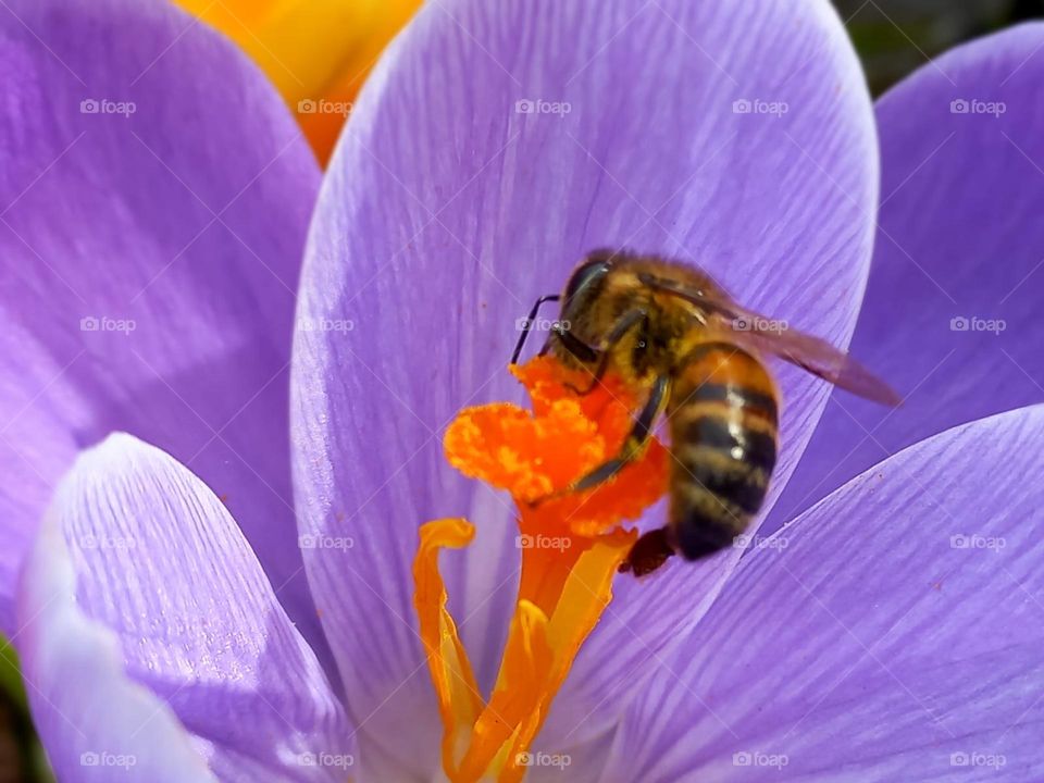a bee on a purple flower collects nectar.
