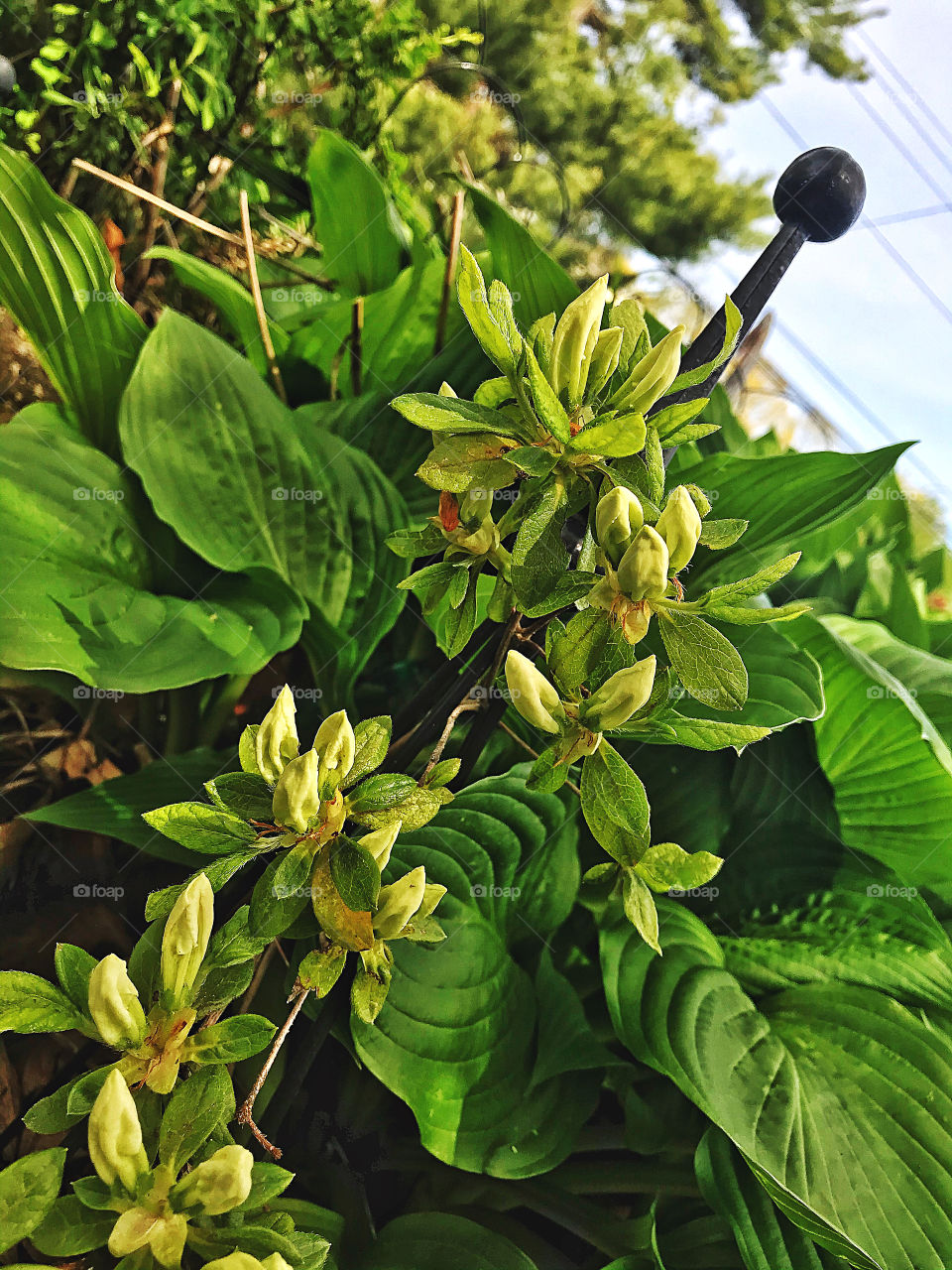 Azalea flowers 