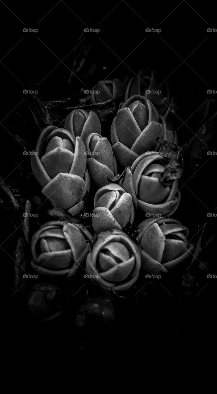 black and white photography