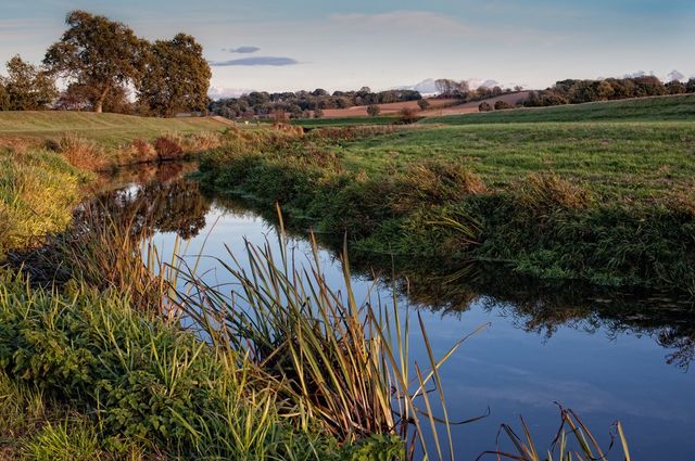 Reflection of trees and grasses on lake