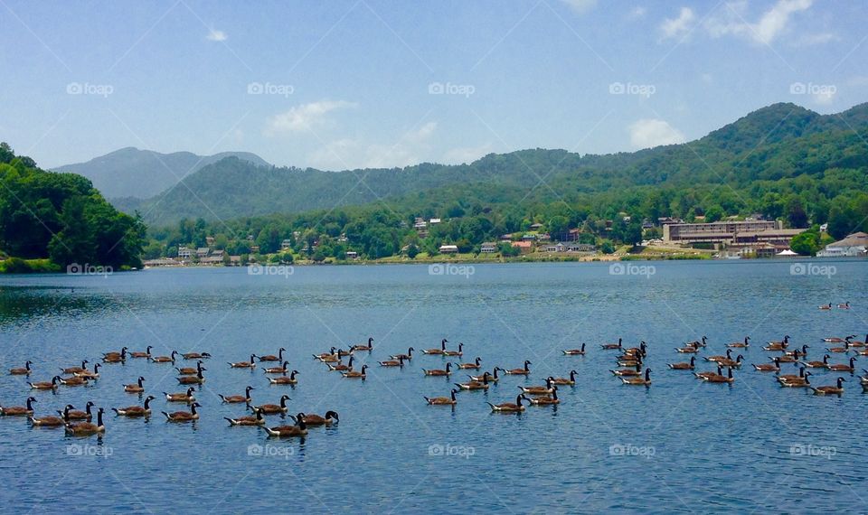 Geese, Geese, Geese . A flock of geese on a mountain lake