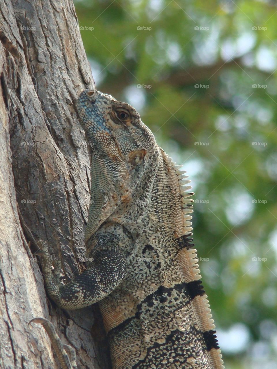 Iguana