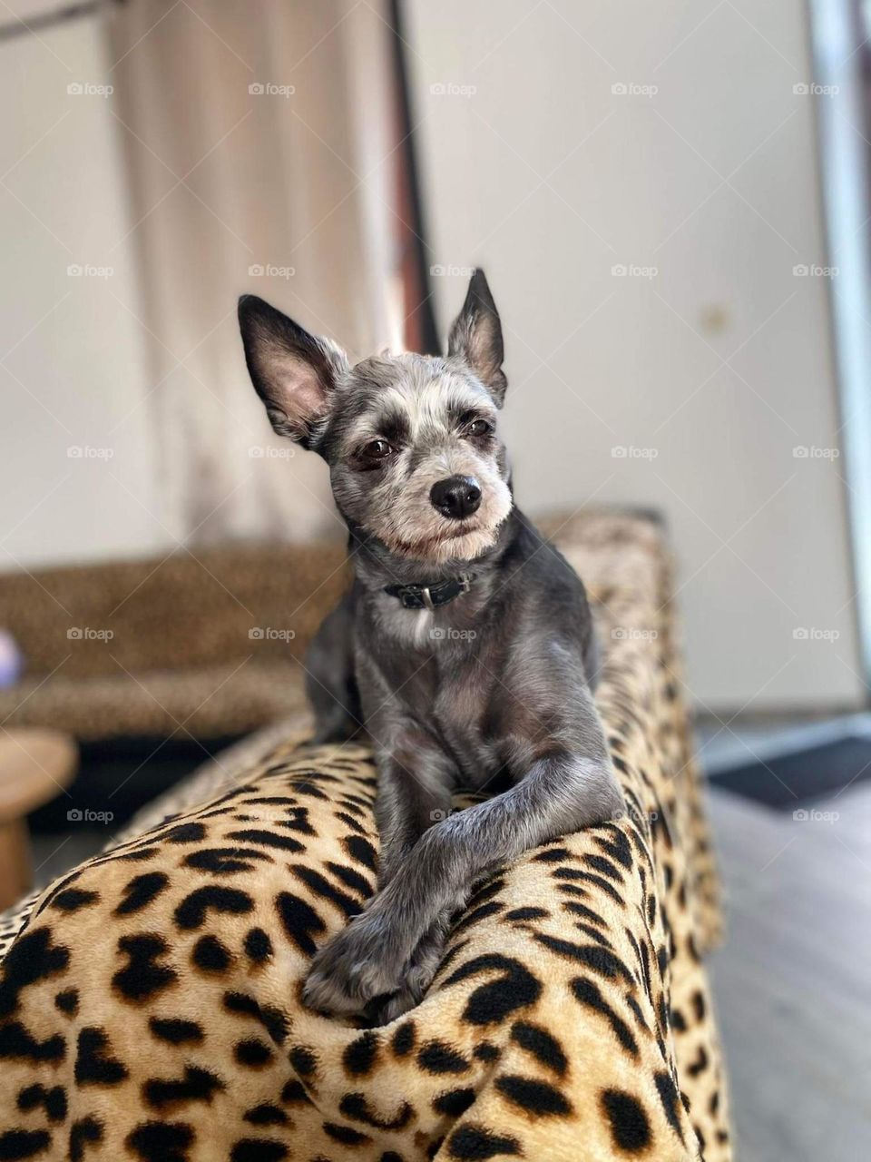 Mon chien Guigui, schnauzer , black and greys , chien , dog , poils , le meilleur ami de l'homme , amusant , jouette , calme , le roi , the king , rasé