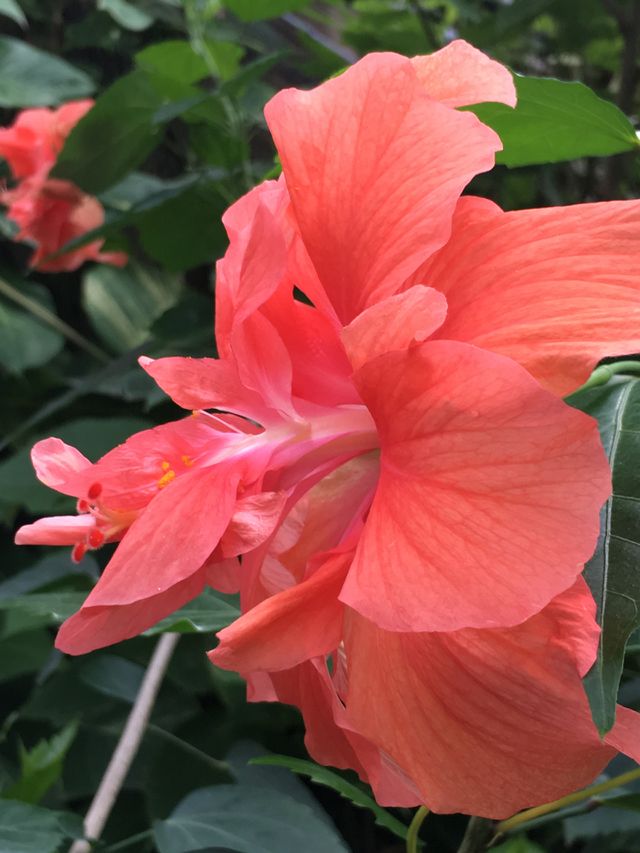 The color pink