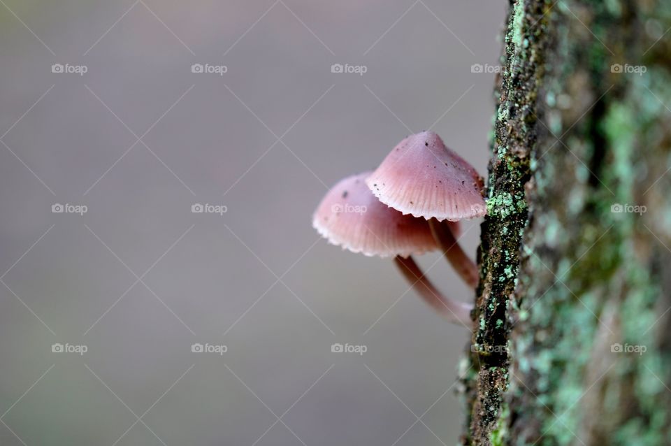 Mushrooms growing on a tree