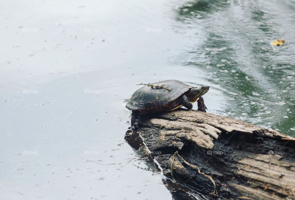 Wild turtle found in a lake sitting on a log