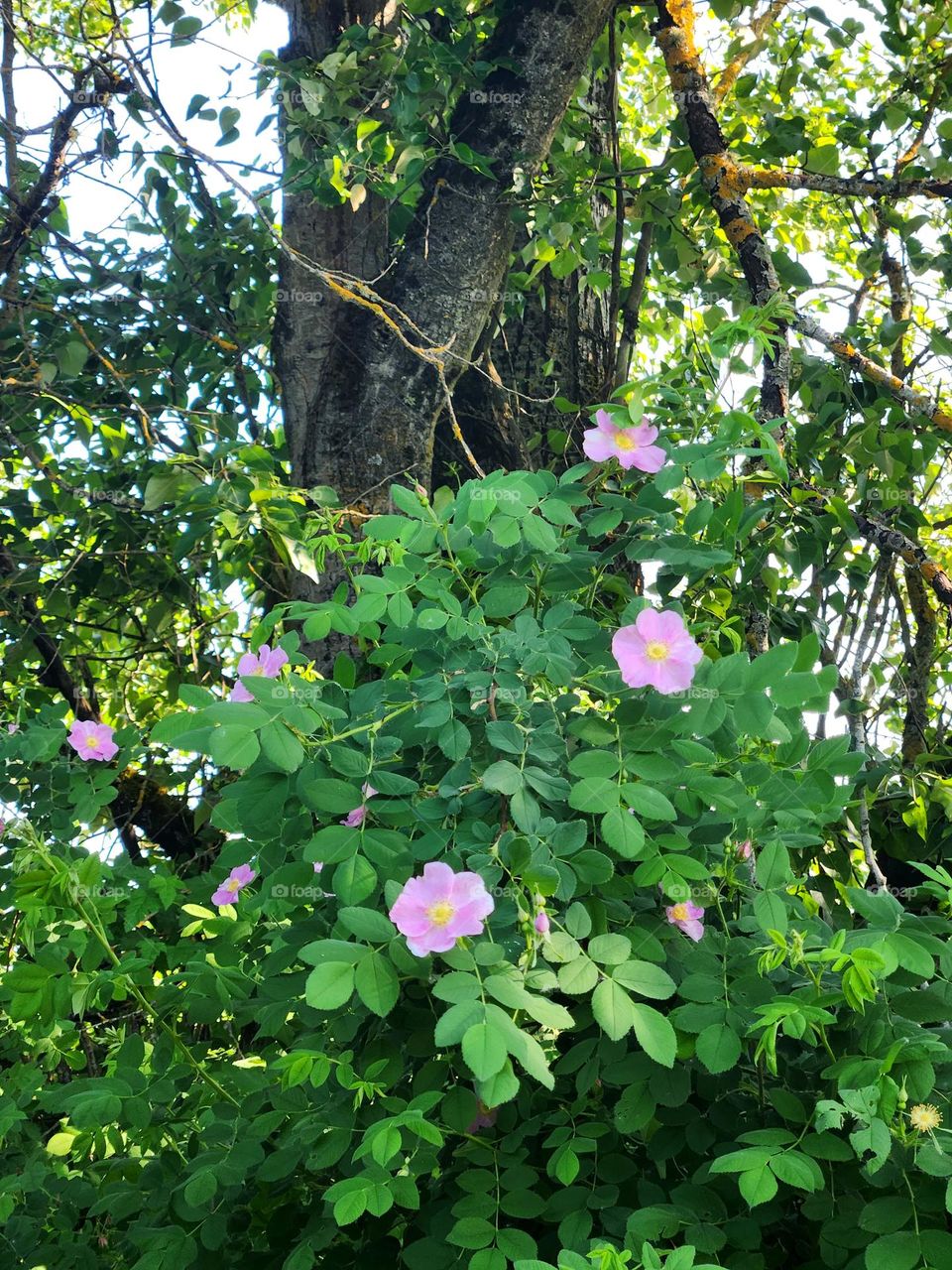 enchanting pink rose flower blossom green leafy bush growing around a tree trunk in an Oregon wetlands