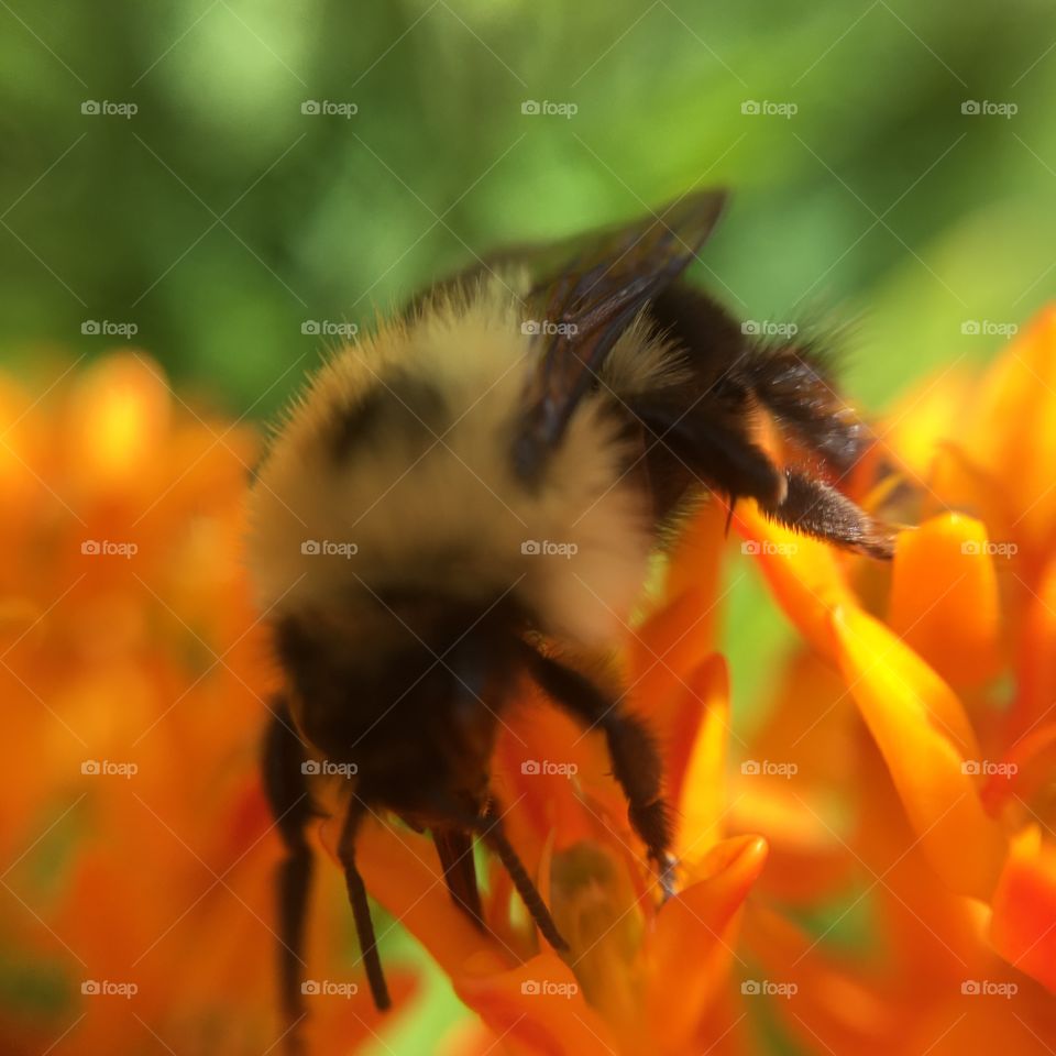 Bumblebee busy