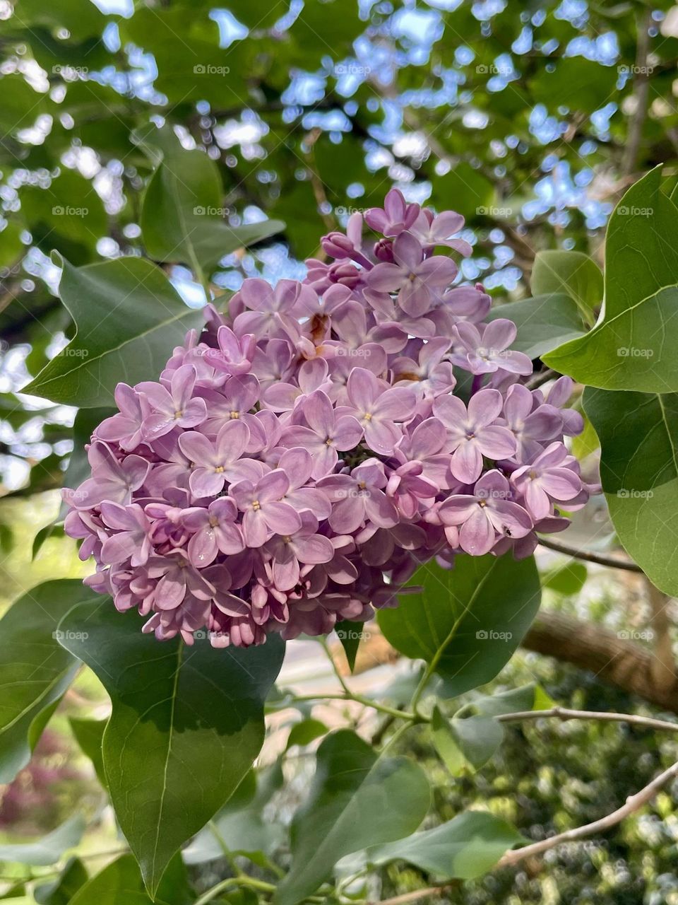 A stunning pinky-purple lilac blossom nestled among the branches of a lilac tree. The blossom stands out against the surrounding green leaves, radiating a gentle, serene beauty. Its rich color and soft texture make it the focal point of the tree.