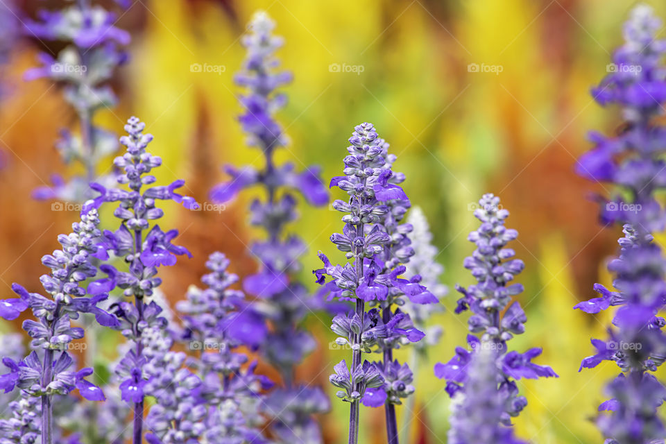 The beauty of the purple flowers or Lavandula angustifolia in garden