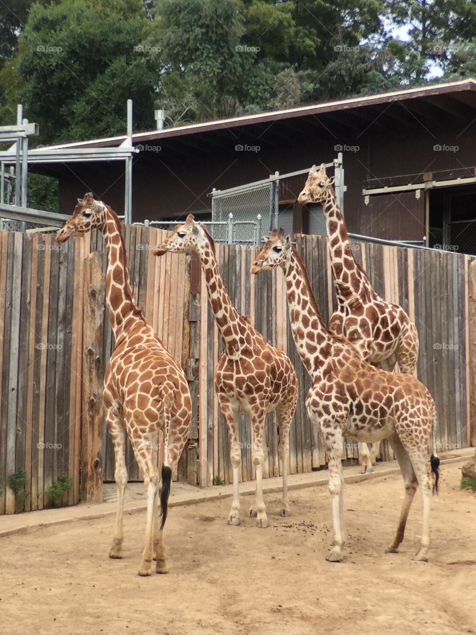 Giraffes at Zoo