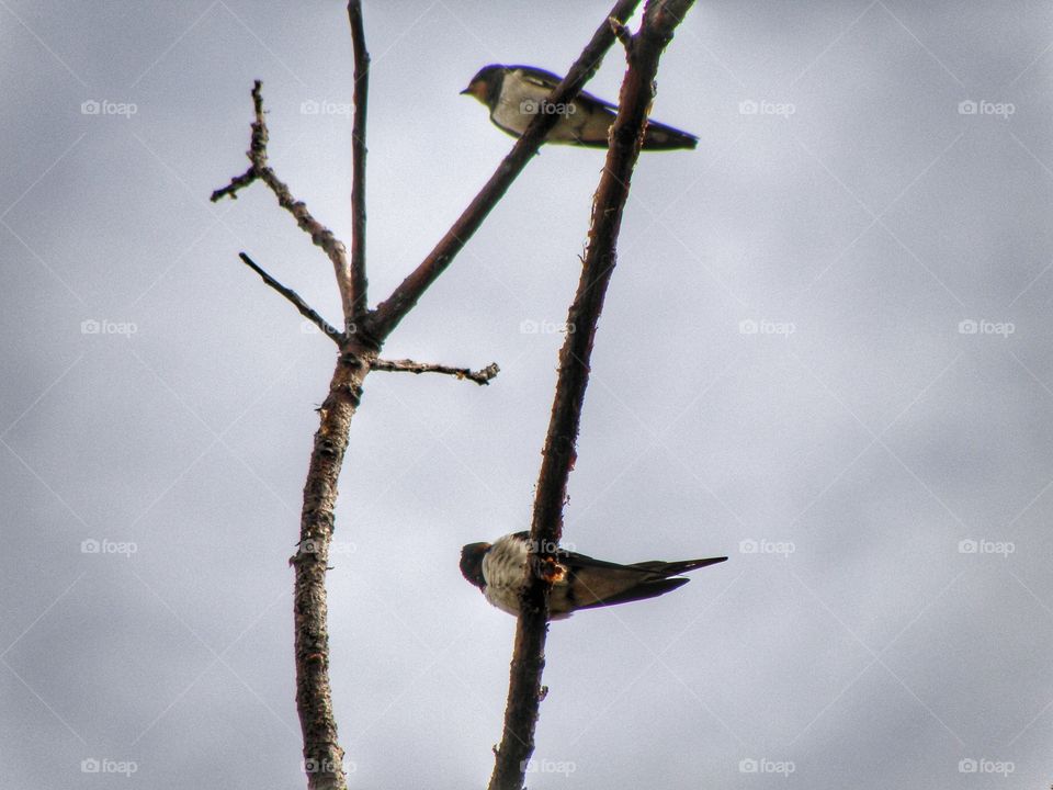 Rondini, Swallows