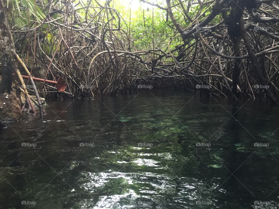 Mangrove, Water, River, Swamp, Tropical