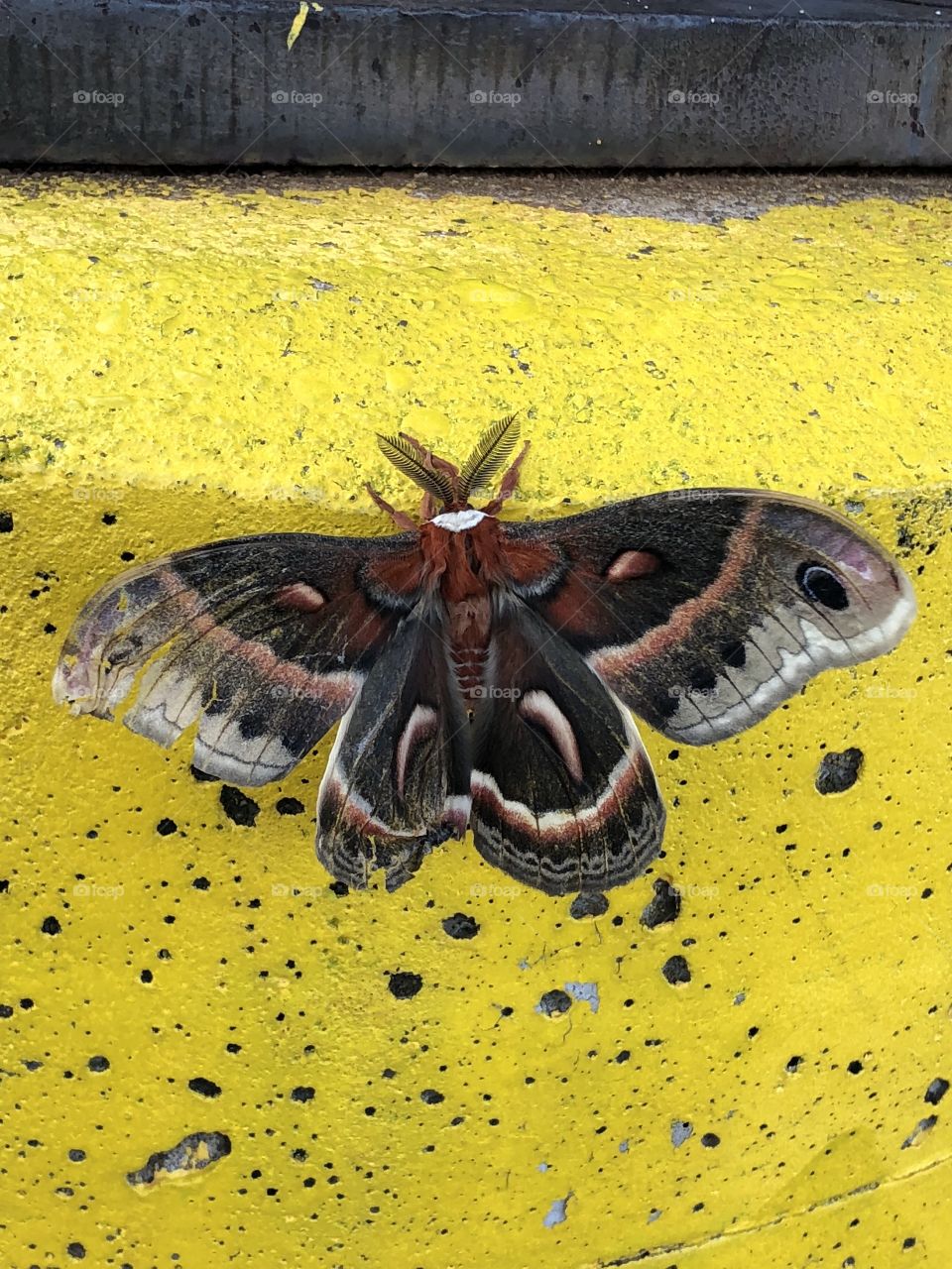 A beautiful Silk Moth spreading its wings to show me its stunning design. Taken in Eau Claire, WI. 