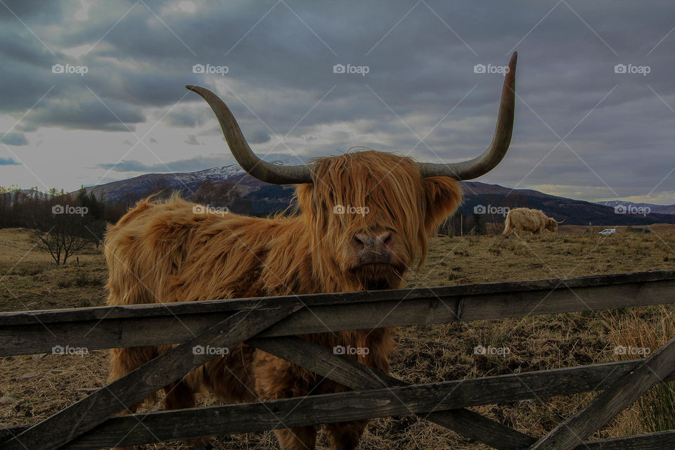 Close-up of cow by fence