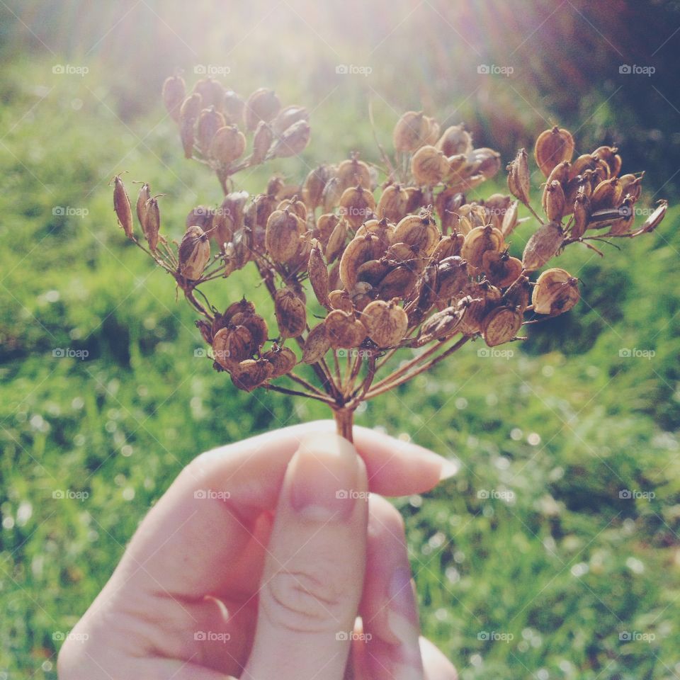 Hand holding plant . Hand holding dead plant 