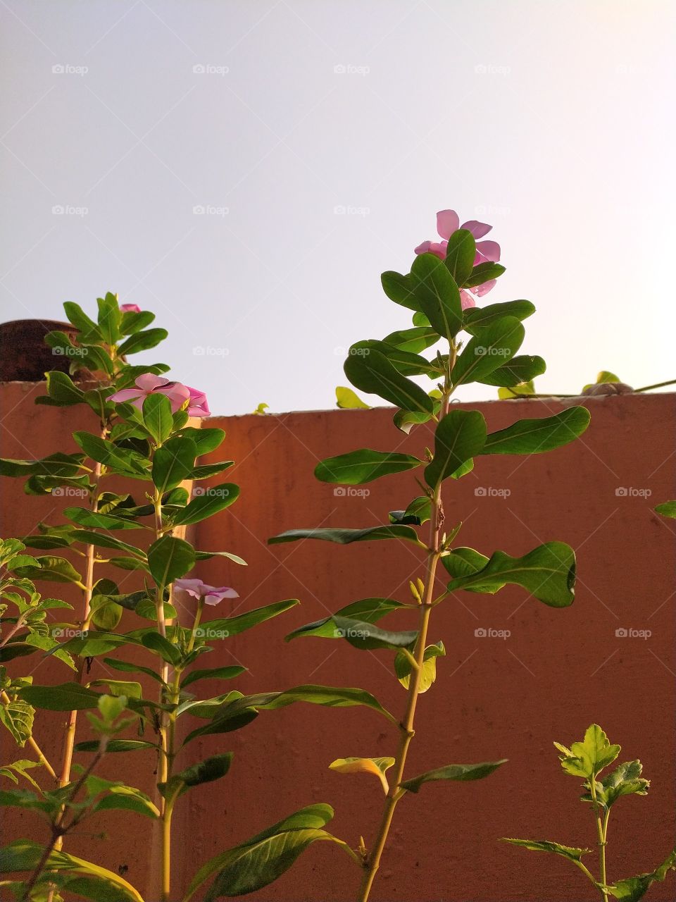 Golden glow of the first rays of early autumn Sun changing hue of the periwinkles