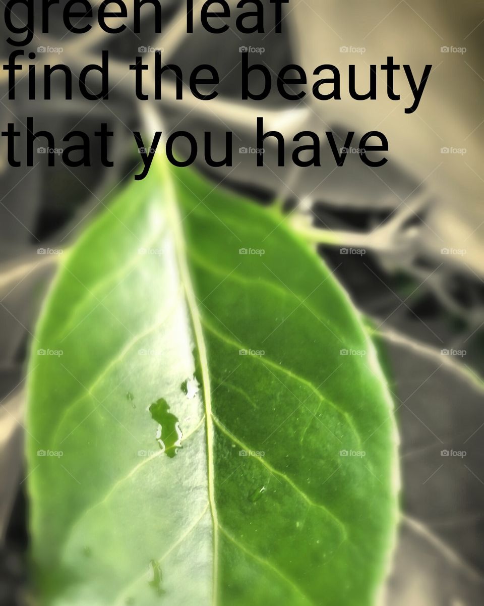 #beauty #all #around #us green leaf