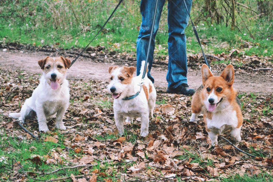 Man holding dogs in leash