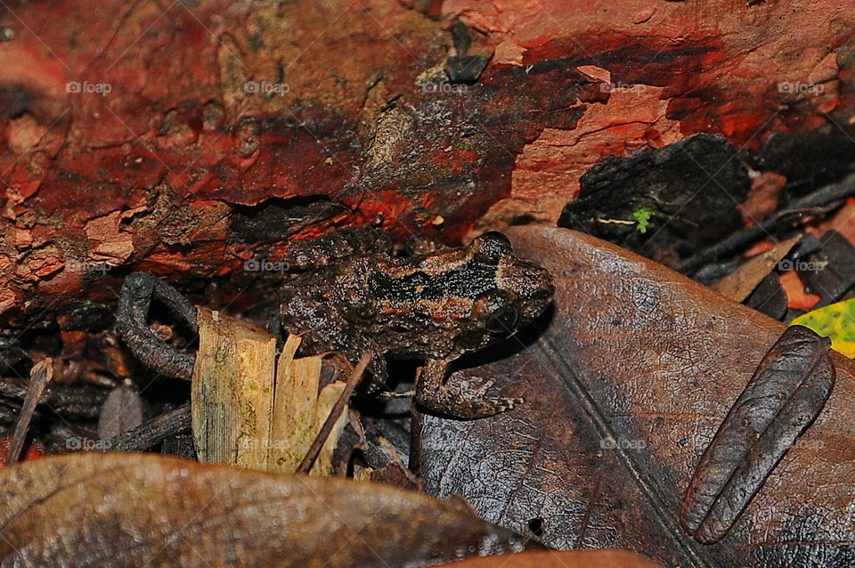 Toad or Frog is well Disguised.