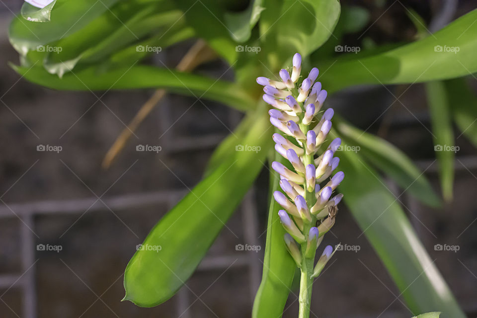 Beautiful purple and white  flowers or Aechmea gamosepala Wittm. cv. Matchsticks. in garden.