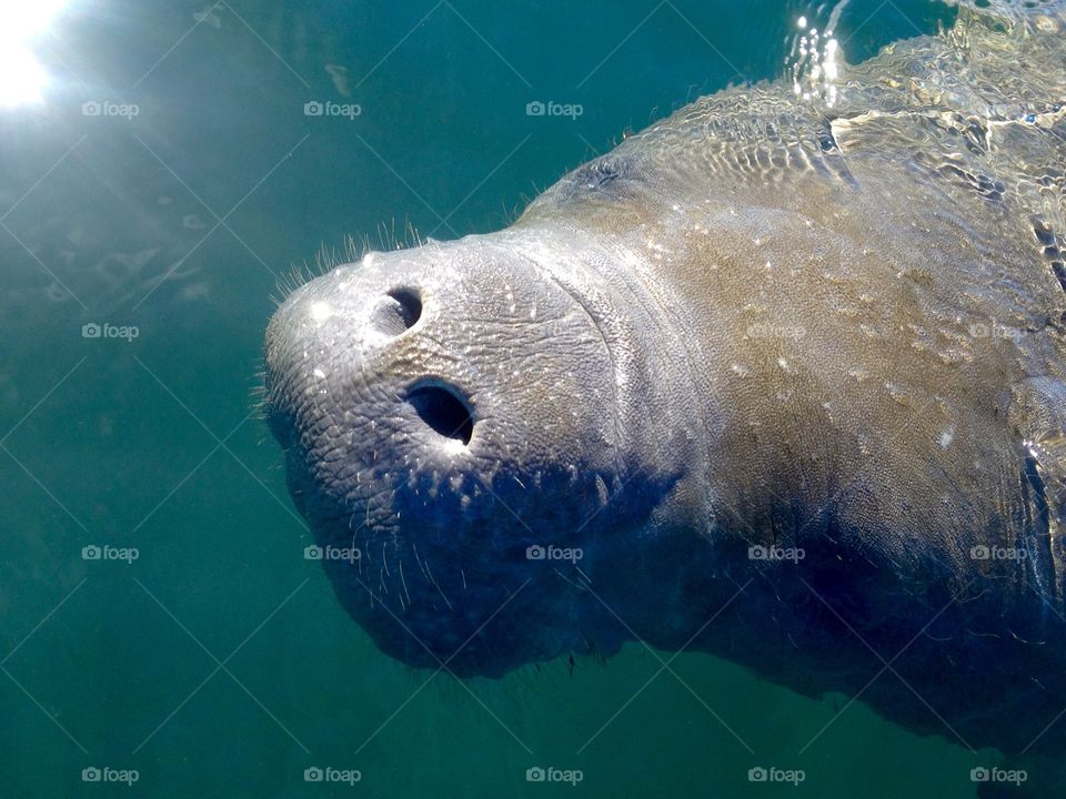 Manatee blowing