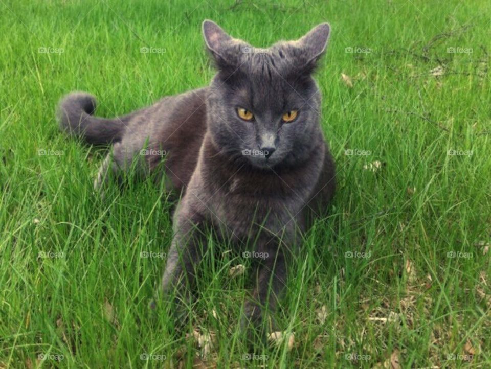 Grey cat in the grass
